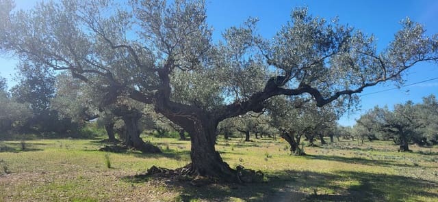 Finca/Country House for sale in El Raval de Crist, Roquetes - € 60,000 (Ref: 9833571)