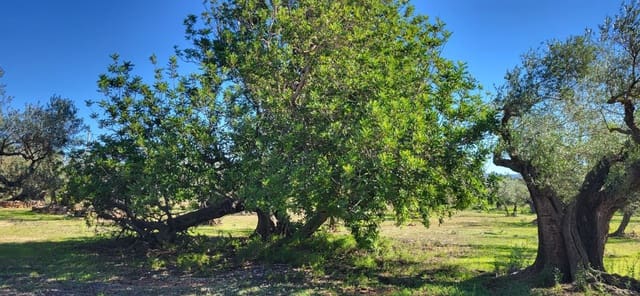 Finca/Country House for sale in El Raval de Crist, Roquetes - € 60,000 (Ref: 9833571)