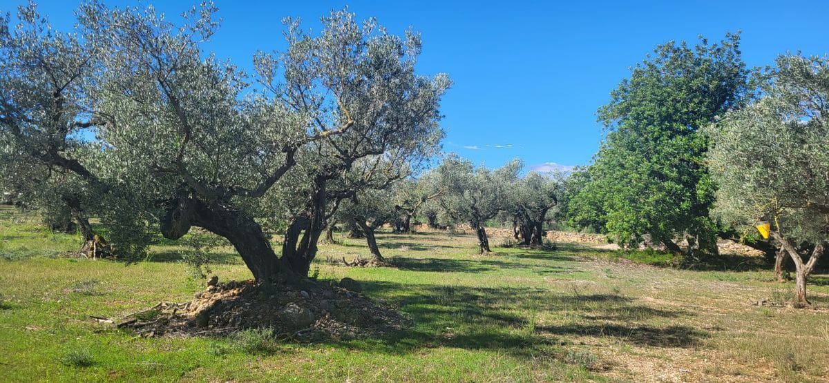 Finca/Country House for sale in El Raval de Crist - € 60,000 (Ref: 9833571)