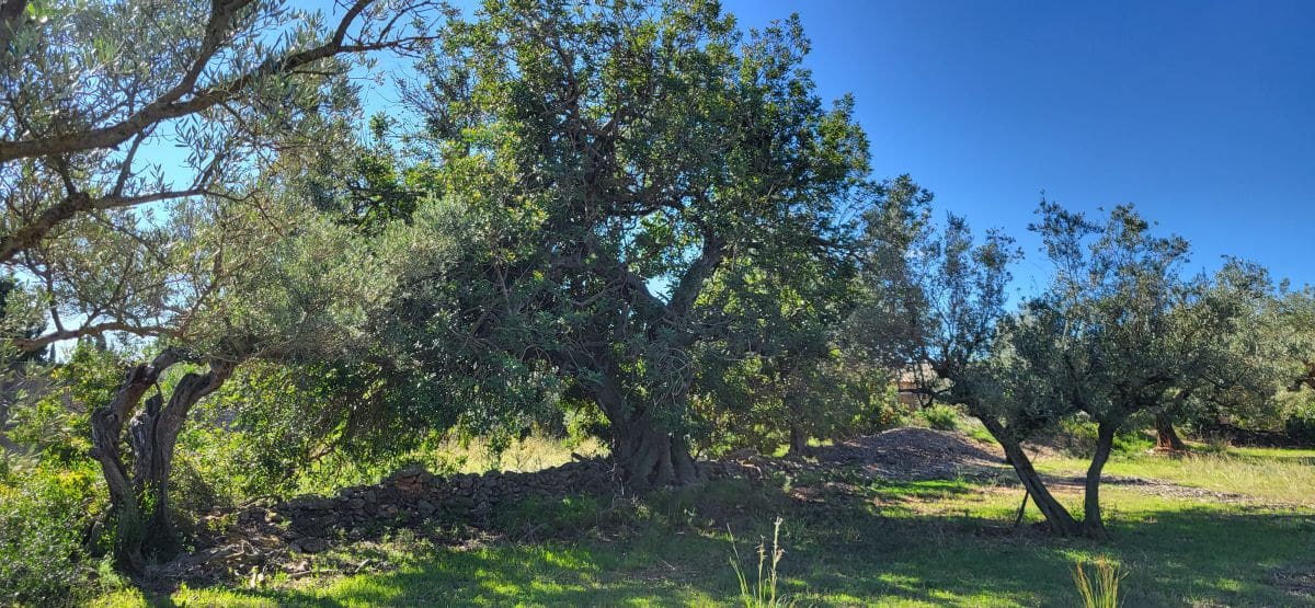 Finca/Country House for sale in El Raval de Crist - € 60,000 (Ref: 9833571)