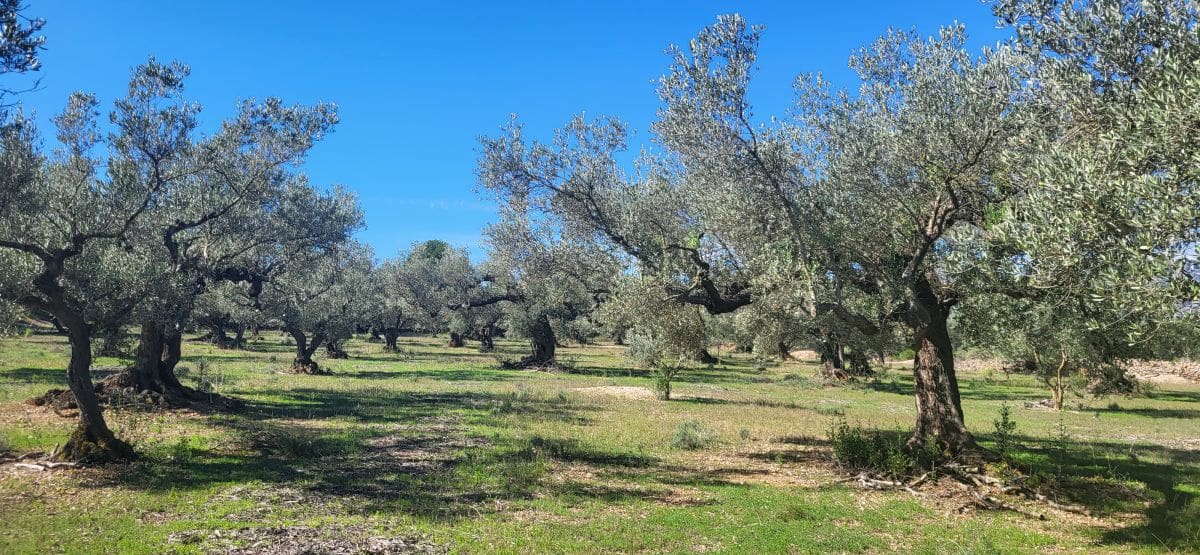 Finca/Country House for sale in El Raval de Crist - € 60,000 (Ref: 9833571)