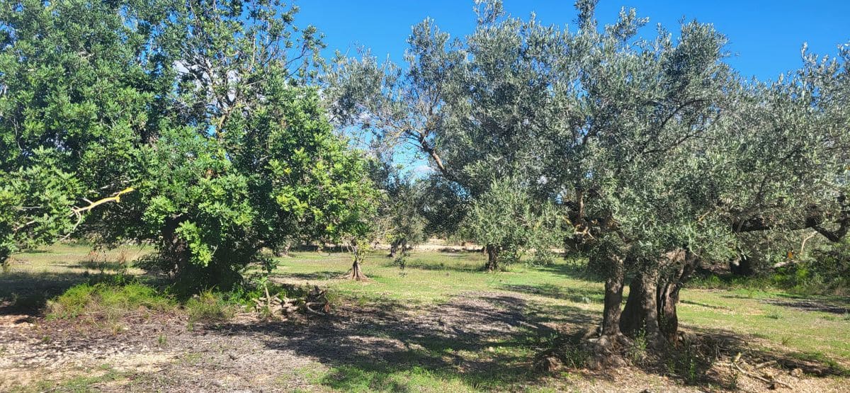 Finca/Country House for sale in El Raval de Crist - € 60,000 (Ref: 9833571)