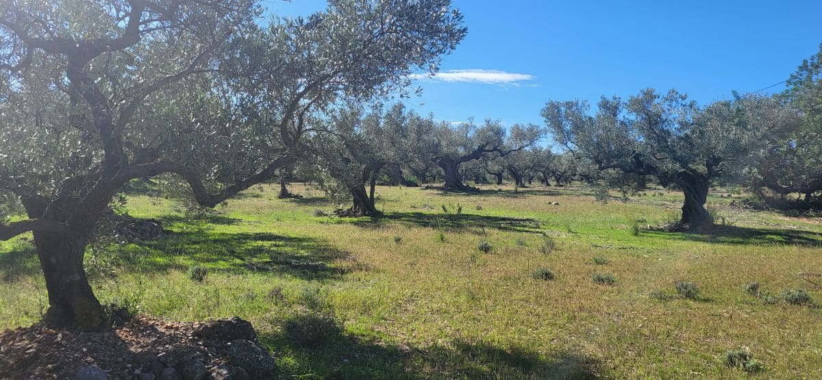 Finca/Country House for sale in El Raval de Crist - € 60,000 (Ref: 9833571)