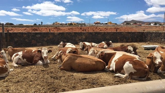 3 bedroom Finca/Country House for sale in Puerto del Rosario with pool - € 2,369,000 (Ref: 7852355)