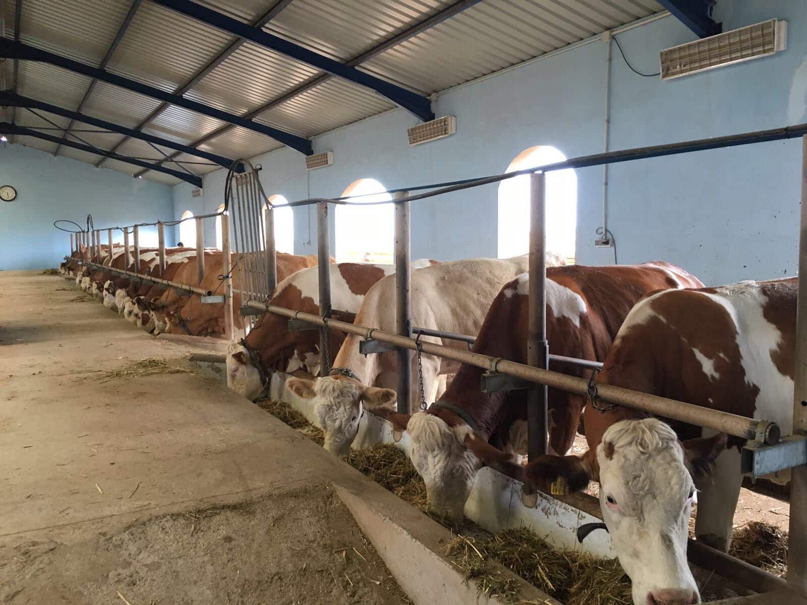 3 soveværelse Finca/Landehus til salg i Puerto del Rosario med swimmingpool - € 2.369.000 (Ref: 7852355)