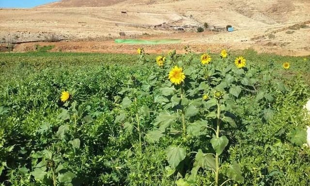 Rakentamaton maa myytävänä paikassa Pájara - 90 000 € (Ref: 7852358)