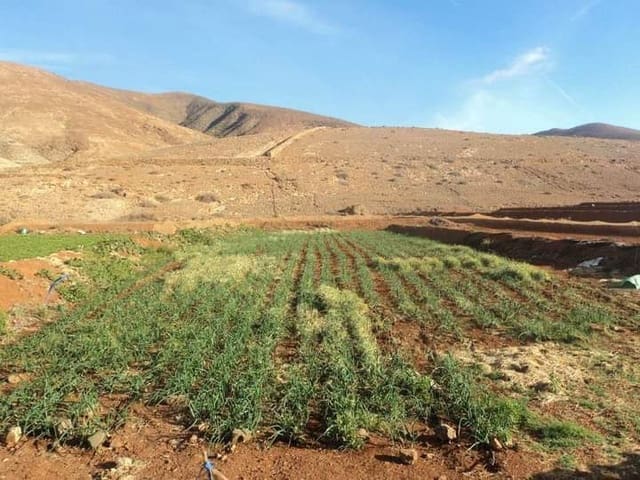 Rakentamaton maa myytävänä paikassa Pájara - 90 000 € (Ref: 7852358)