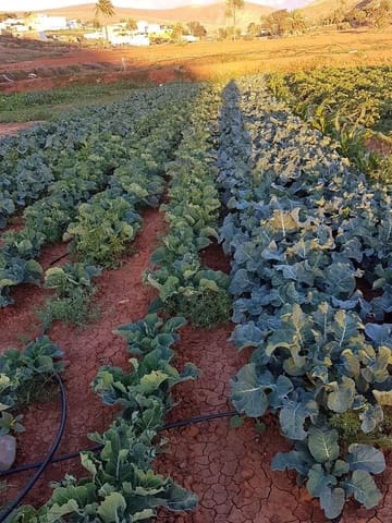 Rakentamaton maa myytävänä paikassa Pájara - 90 000 € (Ref: 7852358)