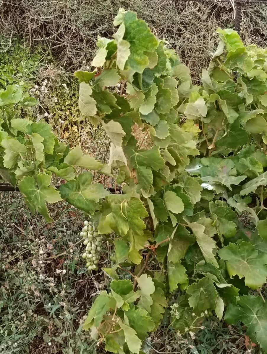 Grunde uden byggetilladelser til salg i Llanos de la Concepcion - € 90.000 (Ref: 9100516)