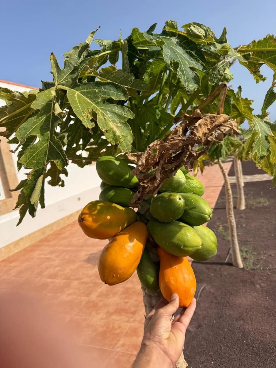 5 sypialnia Willa na sprzedaż w Tuineje z basenem garażem - 695 000 € (Ref: 9272147)