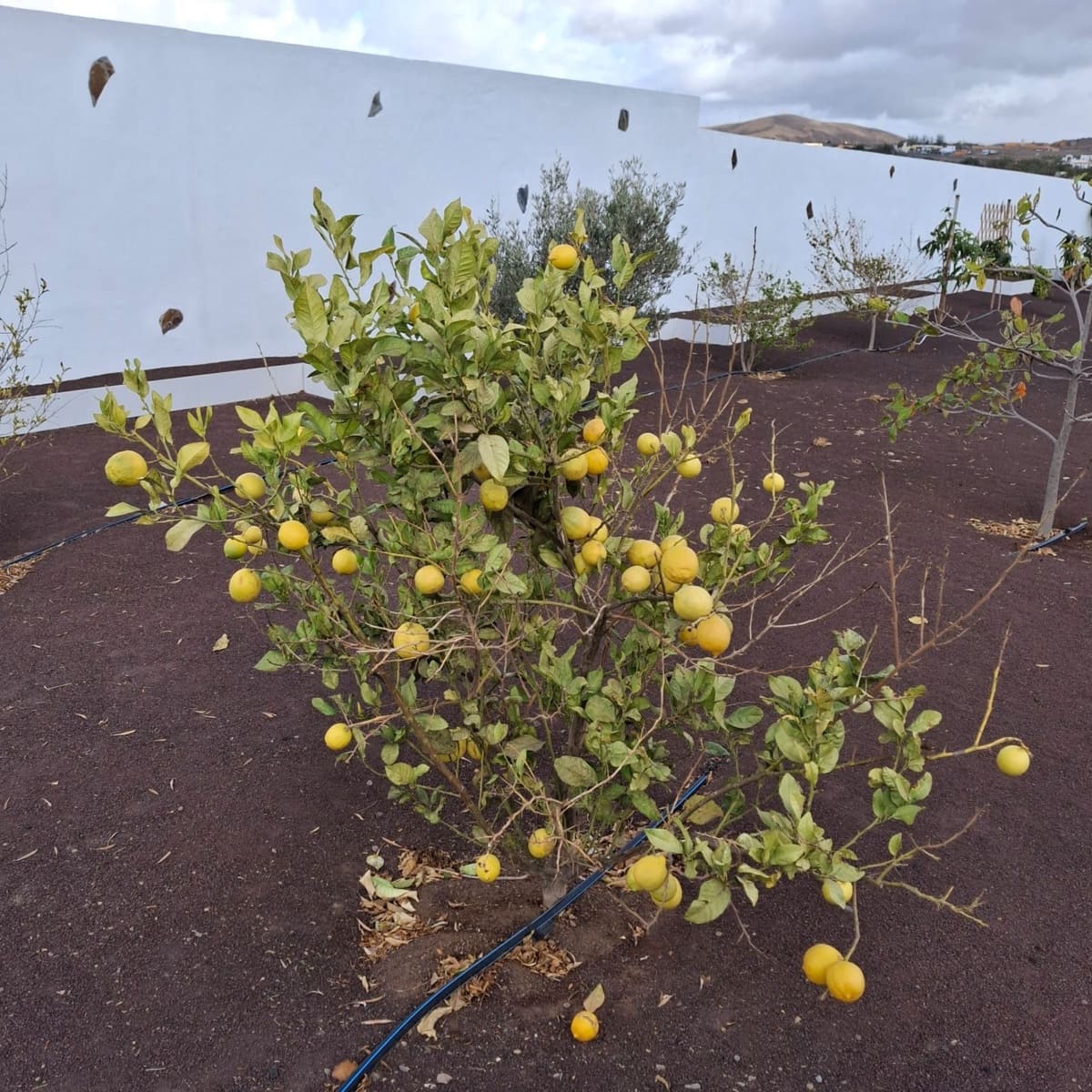 5 sypialnia Willa na sprzedaż w Tuineje z basenem garażem - 695 000 € (Ref: 9272147)