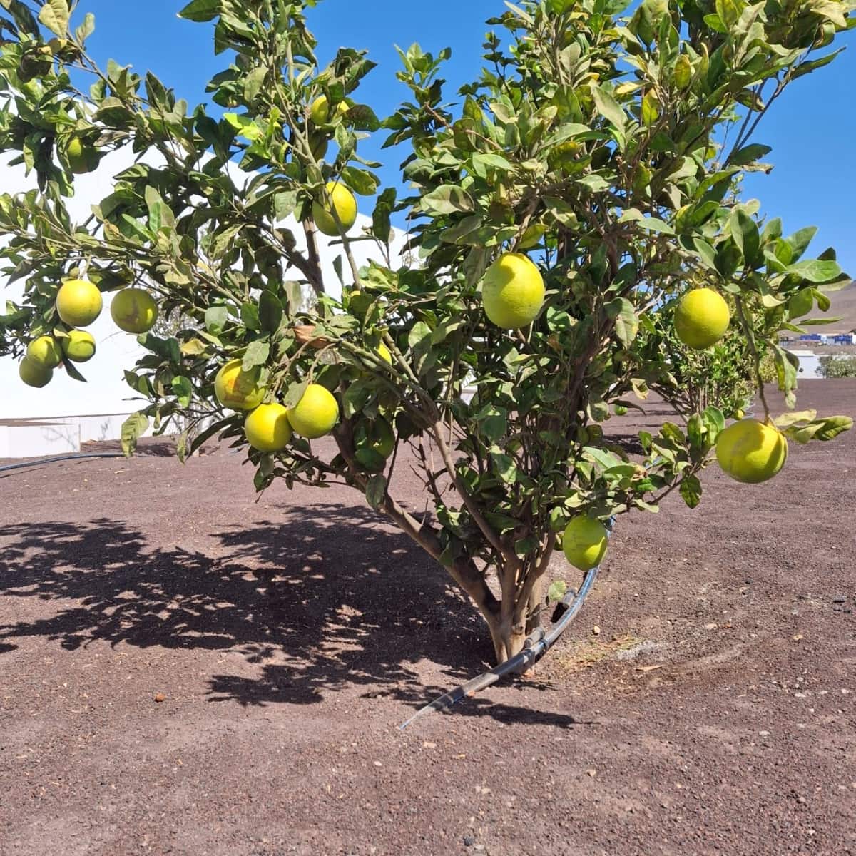 5 sypialnia Willa na sprzedaż w Tuineje z basenem garażem - 695 000 € (Ref: 9272147)