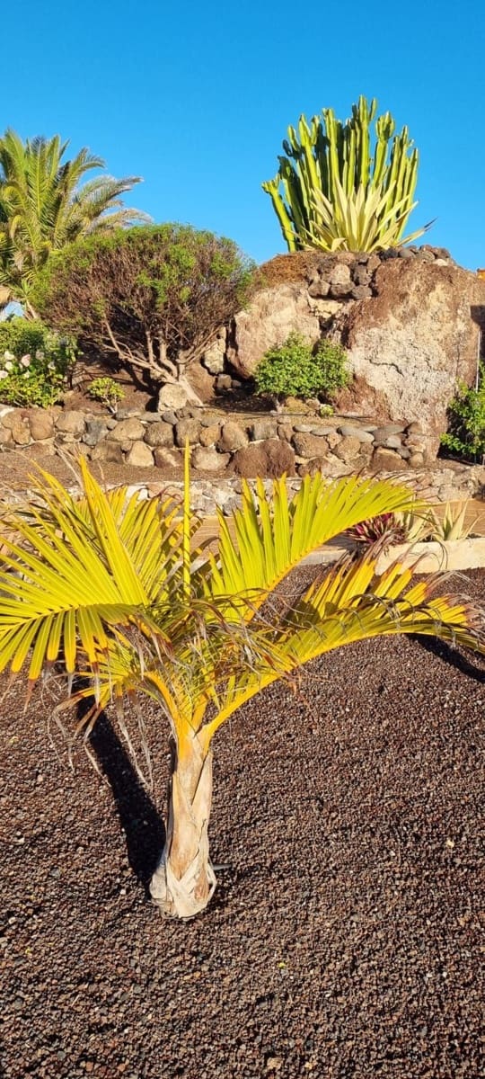 2 bedroom Villa for sale in Parque Holandes - € 550,000 (Ref: 9698679)