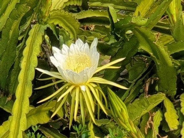 5 Zimmer Villa zu verkaufen in Gilet mit Pool Garage - 795.000 € (Ref: 8534544)