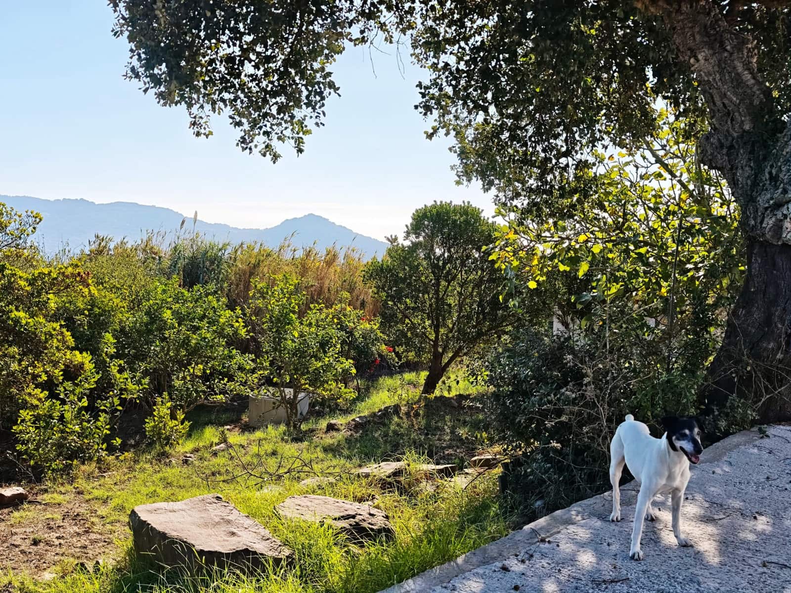 4 soveværelse Villa til salg i Tarifa med garage - € 625.000 (Ref: 10165894)