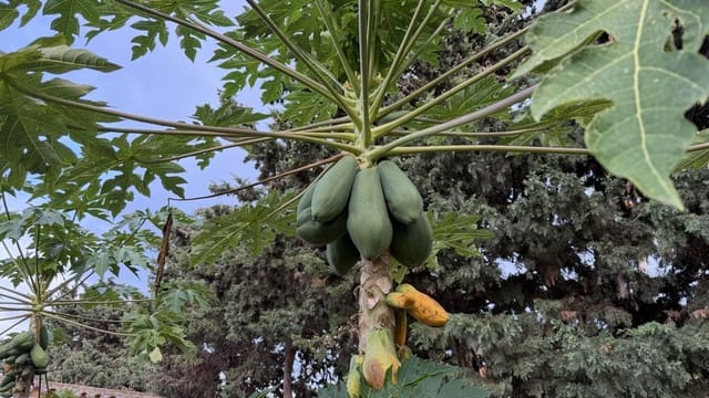 3 slaapkamer Villa te koop in La Línea de la Concepción met zwembad garage - € 480.000 (Ref: 9482051)