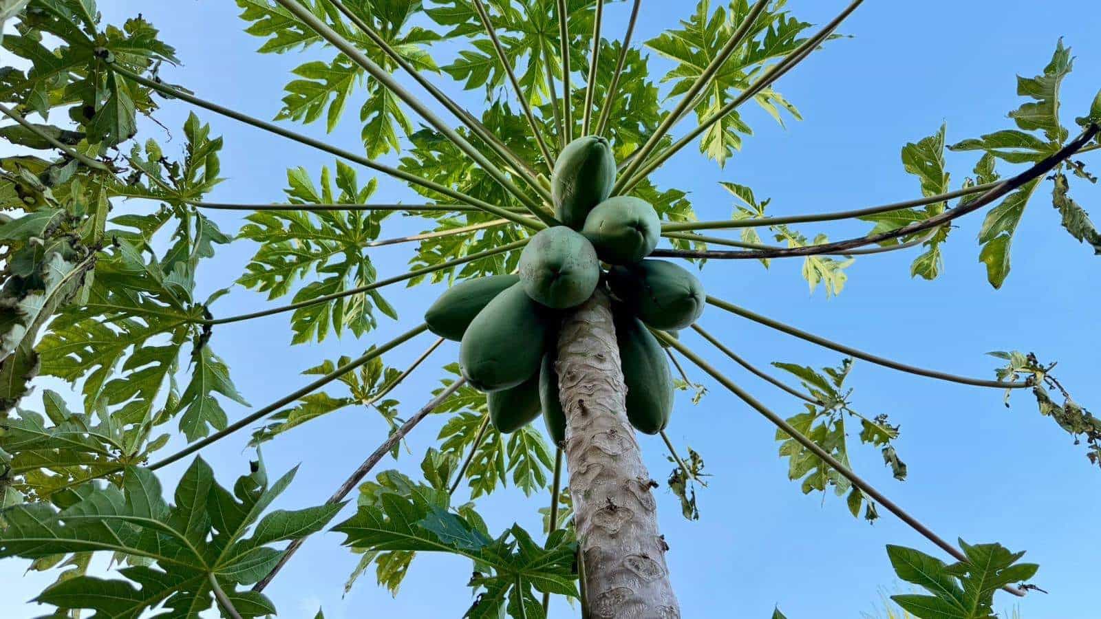 3 makuuhuone Huvila myytävänä paikassa La Linea de la Concepcion mukana uima-altaan 
autotalli - 480 000 € (Ref: 9482051)