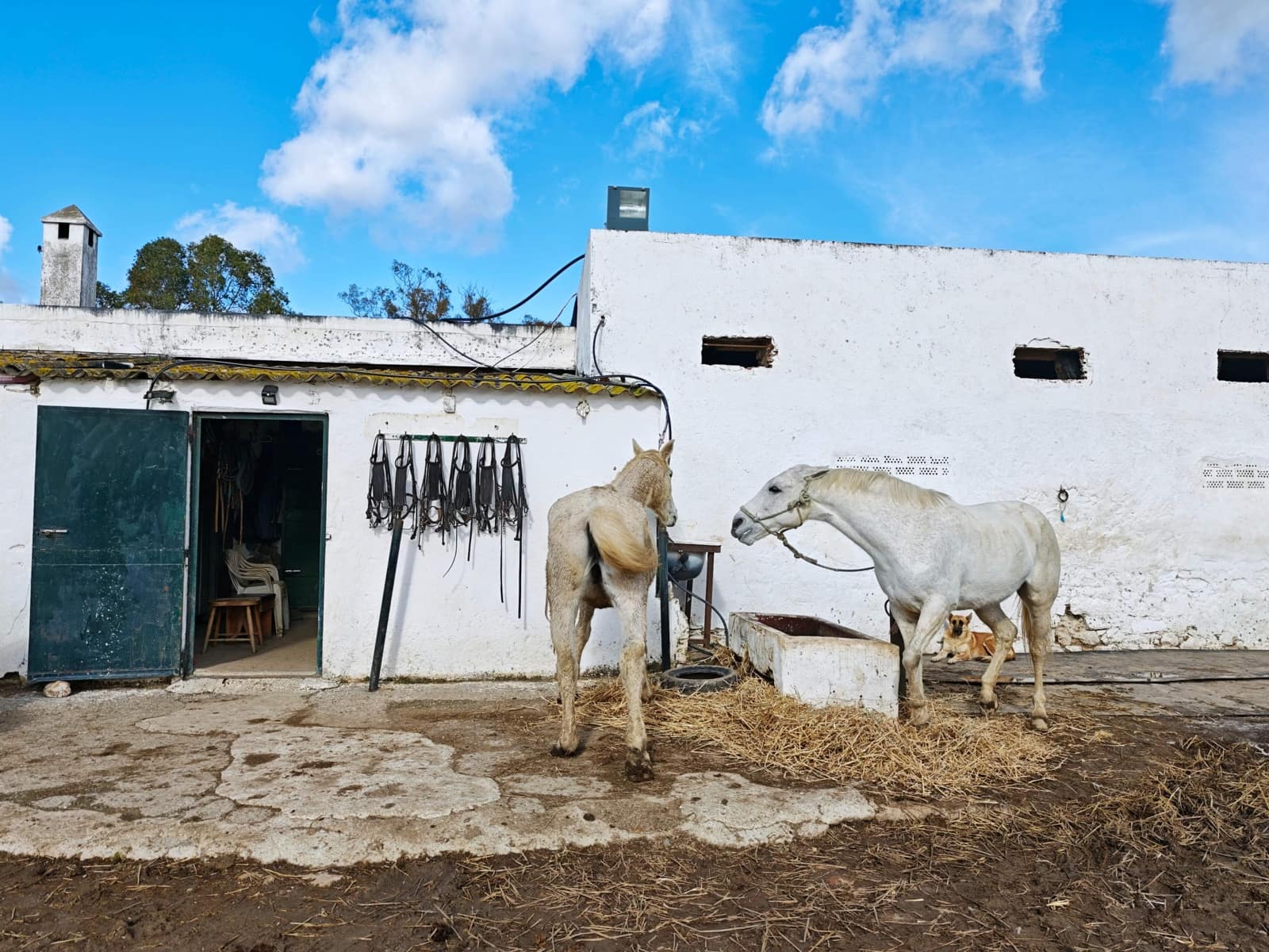 2 bedroom Finca/Country House for sale in Algeciras - € 590,000 (Ref: 9502385)