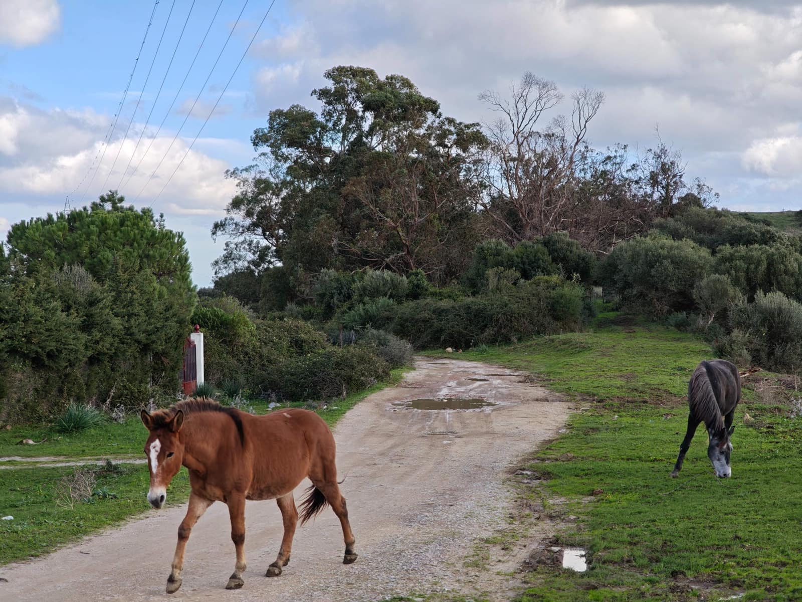 2 bedroom Finca/Country House for sale in Algeciras - € 590,000 (Ref: 9502385)