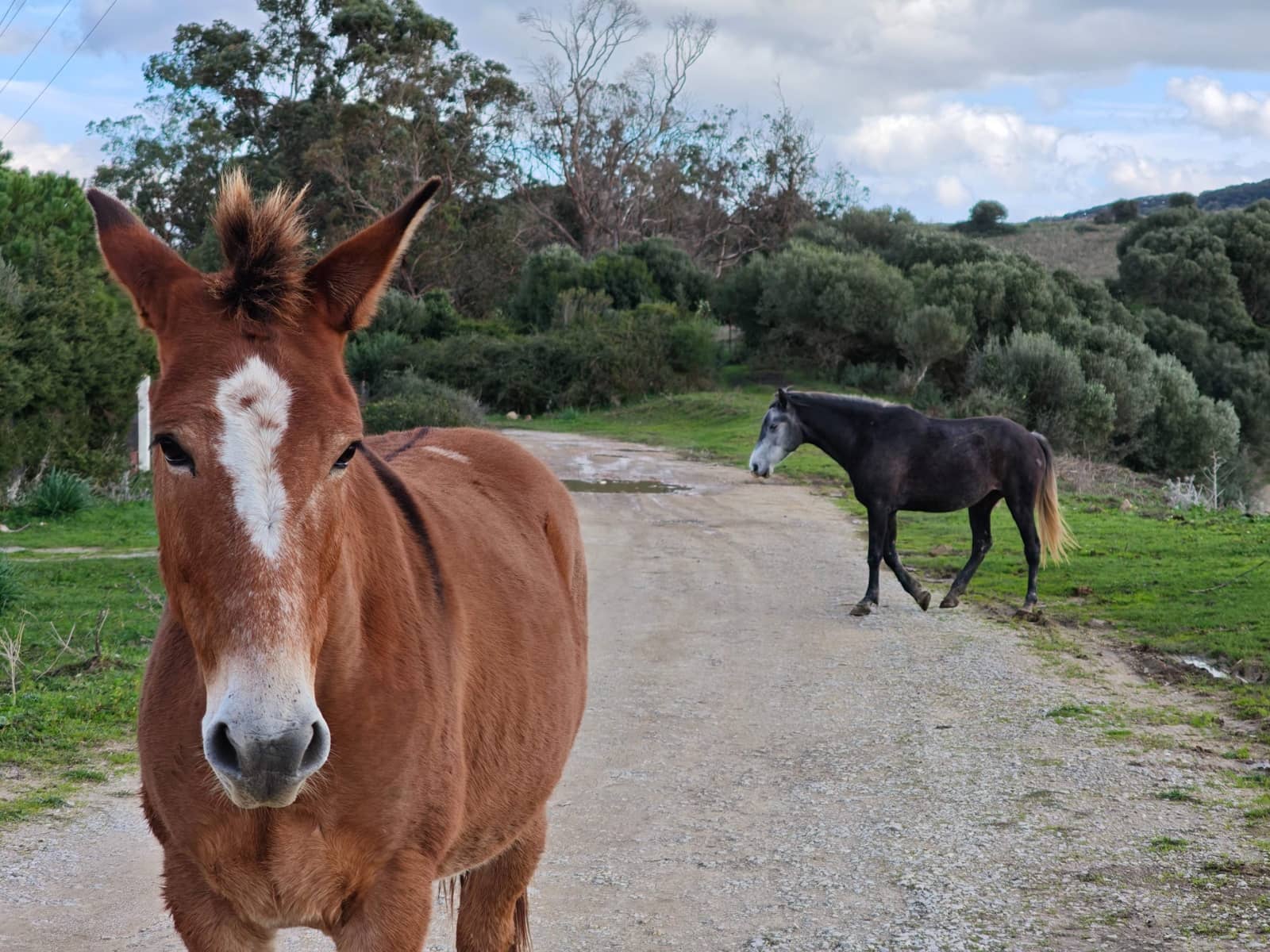 2 bedroom Finca/Country House for sale in Algeciras - € 590,000 (Ref: 9502385)