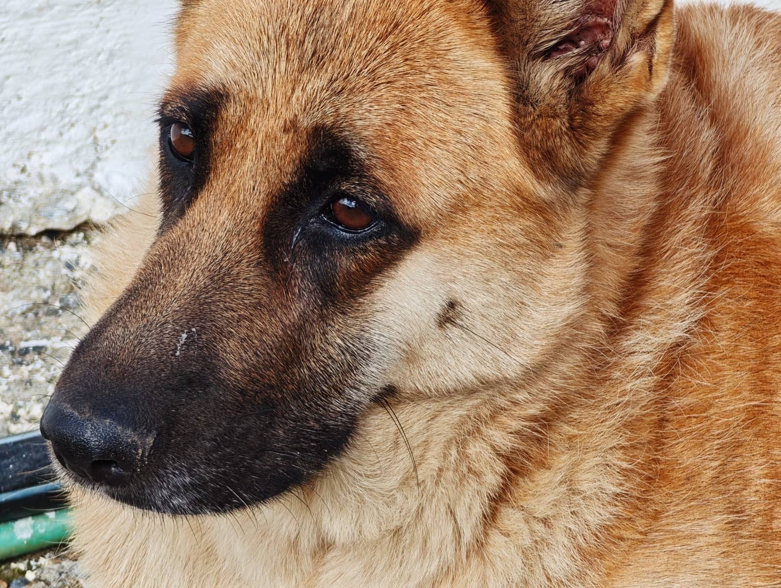 2 bedroom Finca/Country House for sale in Algeciras - € 590,000 (Ref: 9502385)