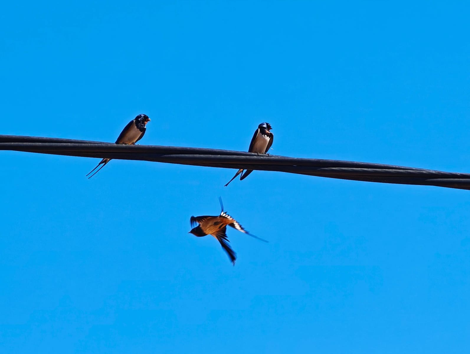 5 soveværelse Villa til salg i Algeciras - € 450.000 (Ref: 9784069)