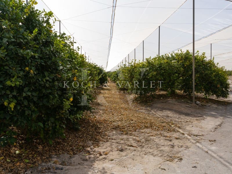 15 makuuhuone Maalaistalo myytävänä paikassa Torrevieja mukana uima-altaan 
autotalli - 15 000 000 € (Ref: 8134169)