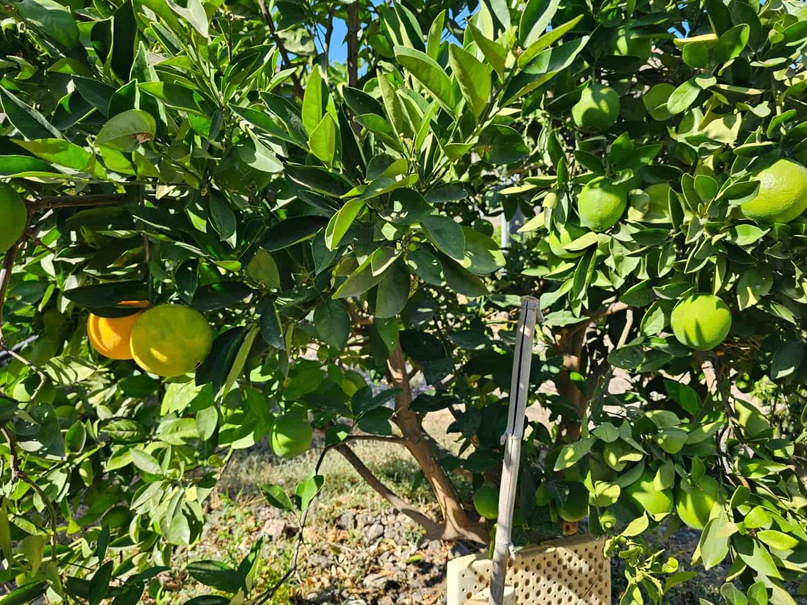 2 bedroom Finca/Country House for sale in La Aldea de San Nicolas with garage - € 900,000 (Ref: 9447146)