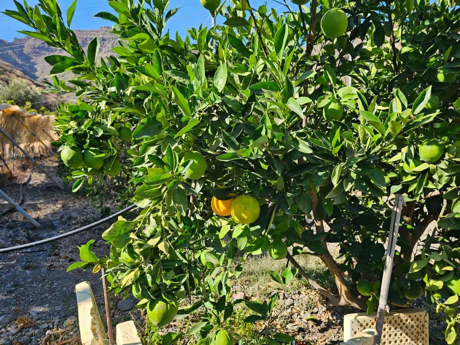 2 bedroom Finca/Country House for sale in La Aldea de San Nicolas with garage - € 900,000 (Ref: 9447146)