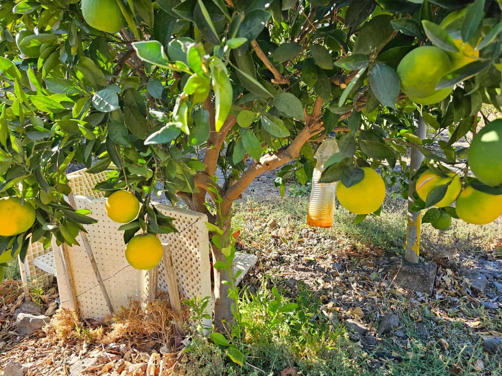 2 bedroom Finca/Country House for sale in La Aldea de San Nicolas with garage - € 900,000 (Ref: 9447146)