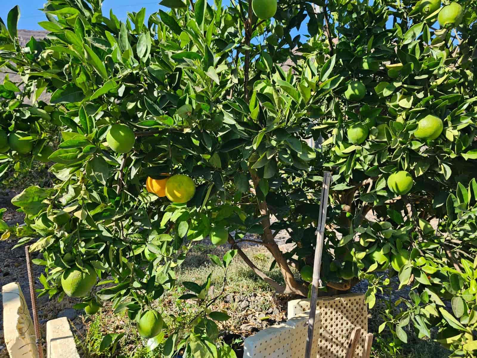 2 bedroom Finca/Country House for sale in La Aldea de San Nicolas with garage - € 900,000 (Ref: 9447146)