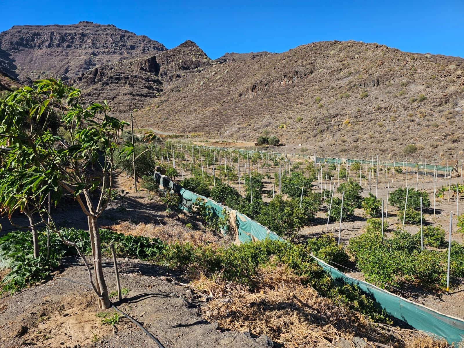 2 bedroom Finca/Country House for sale in La Aldea de San Nicolas with garage - € 900,000 (Ref: 9447146)
