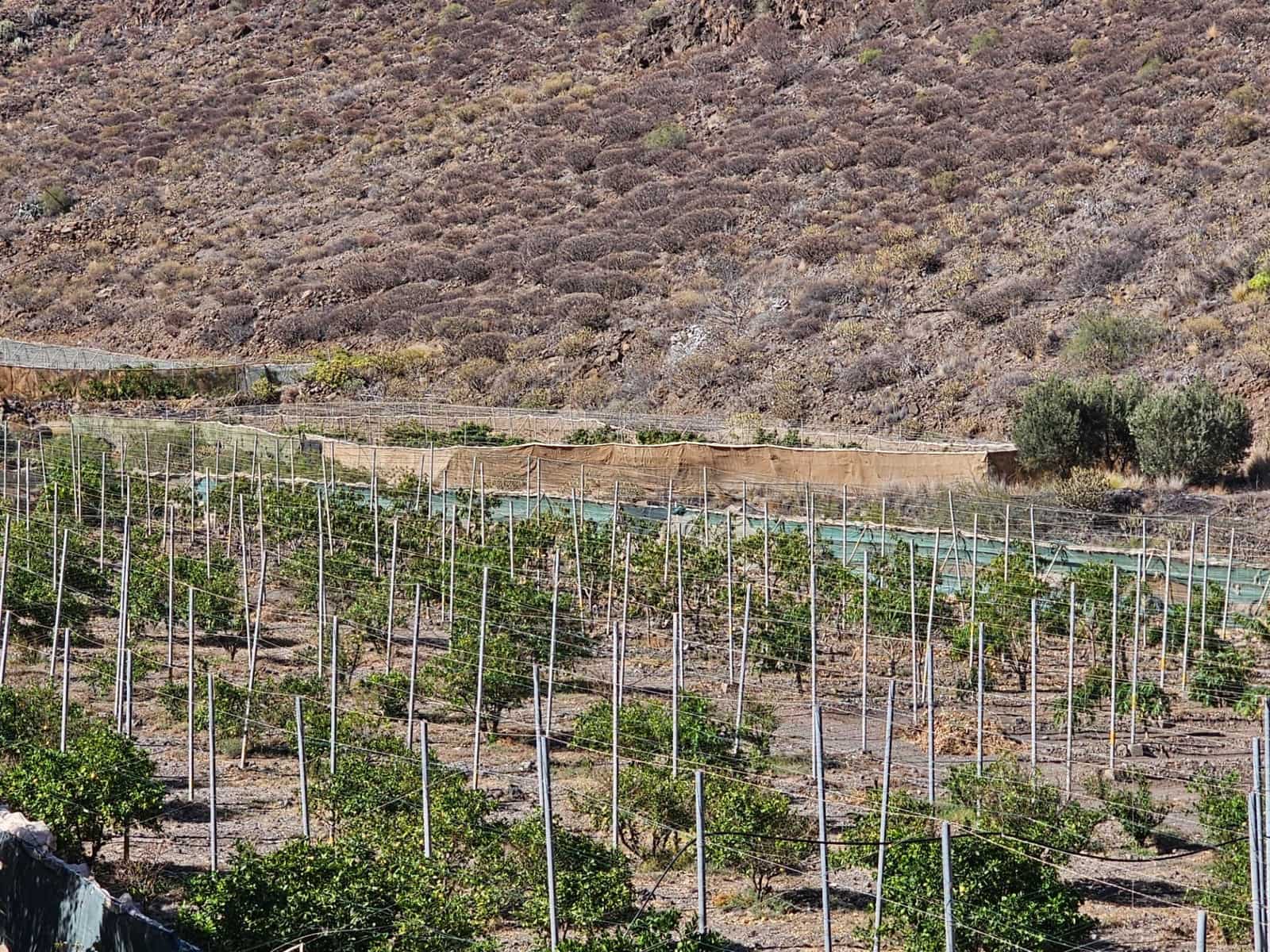 2 bedroom Finca/Country House for sale in La Aldea de San Nicolas with garage - € 900,000 (Ref: 9447146)