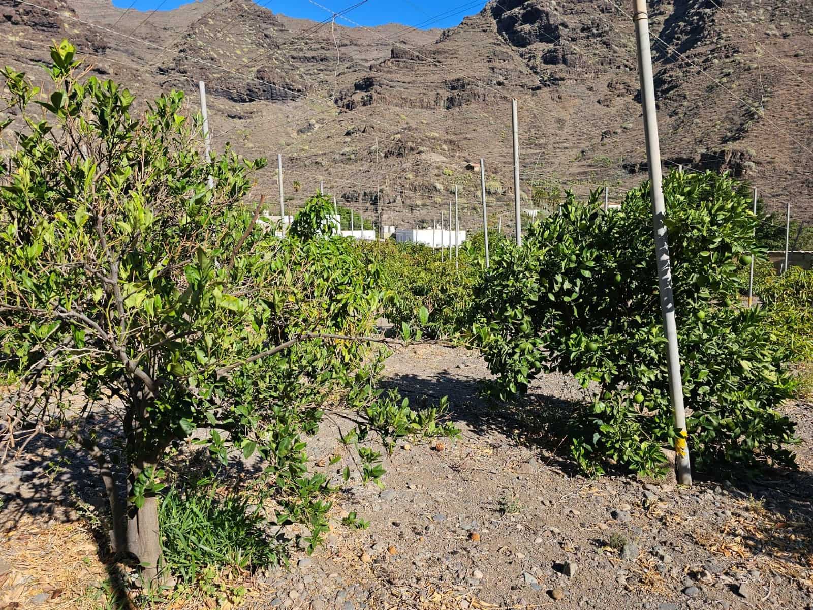 2 bedroom Finca/Country House for sale in La Aldea de San Nicolas with garage - € 900,000 (Ref: 9447146)