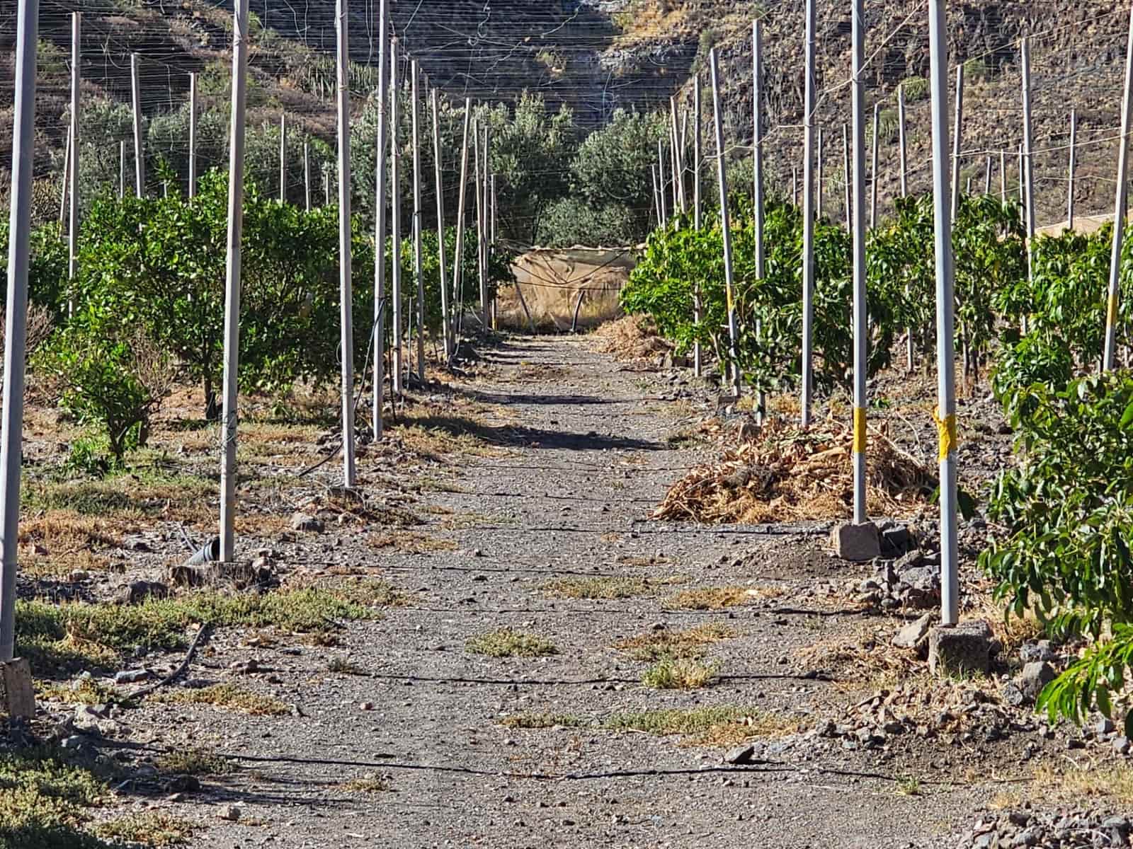 2 bedroom Finca/Country House for sale in La Aldea de San Nicolas with garage - € 900,000 (Ref: 9447146)