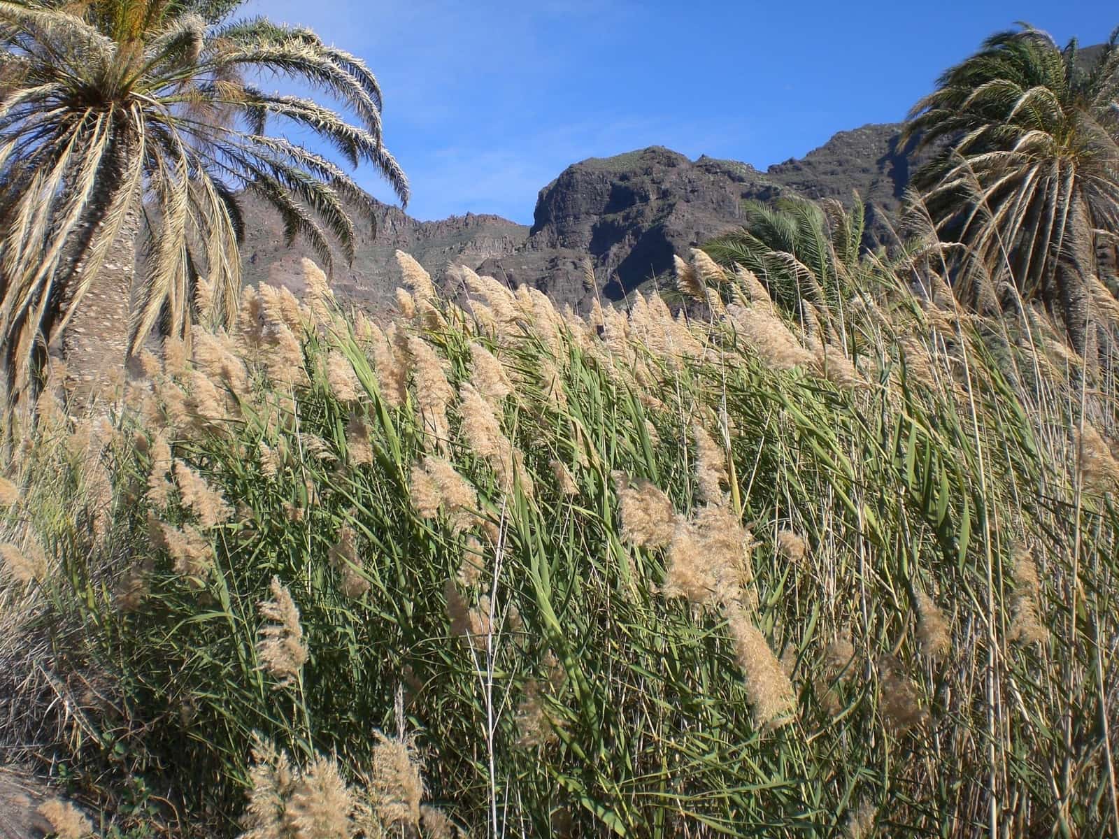 2 bedroom Finca/Country House for sale in La Aldea de San Nicolas with garage - € 900,000 (Ref: 9447146)