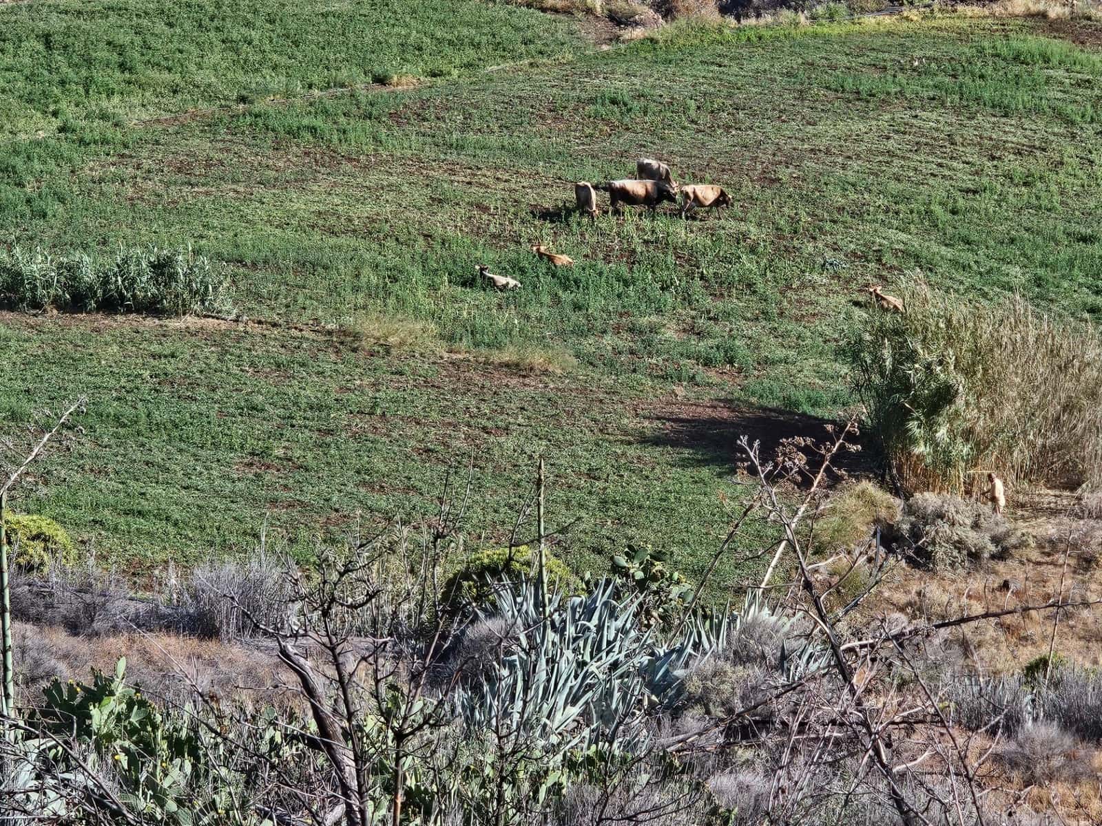 3 makuuhuone Maalaistalo myytävänä paikassa Tejeda - 145 000 € (Ref: 9447150)