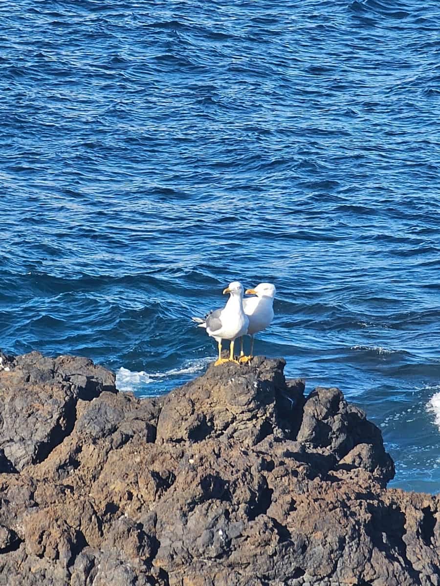 Ático de 2 habitaciones en Telde en venta con garaje - 245.000 € (Ref: 9447161)