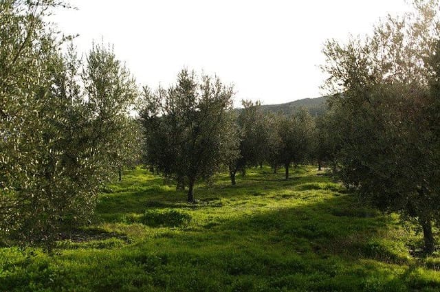 3 soverom Finca/Herregård til salgs i Senés - € 260 000 (Ref: 4819791)