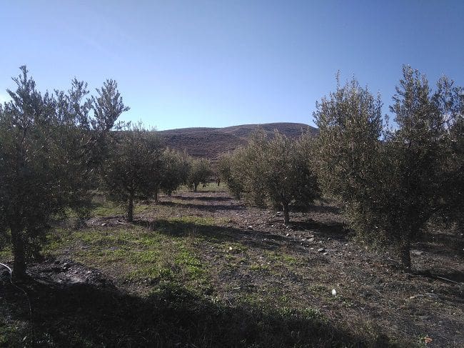 3 soverom Finca/Herregård til salgs i Senes - € 260 000 (Ref: 4819791)