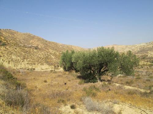 Terre non Aménagée à vendre à Sorbas - 115 000 € (Ref: 6816244)