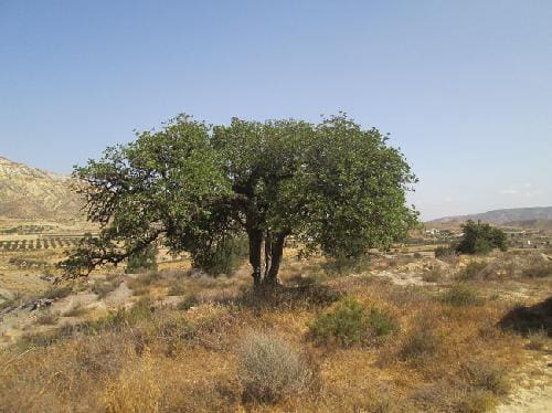 Undeveloped Land for sale in Sorbas - € 115,000 (Ref: 6816244)