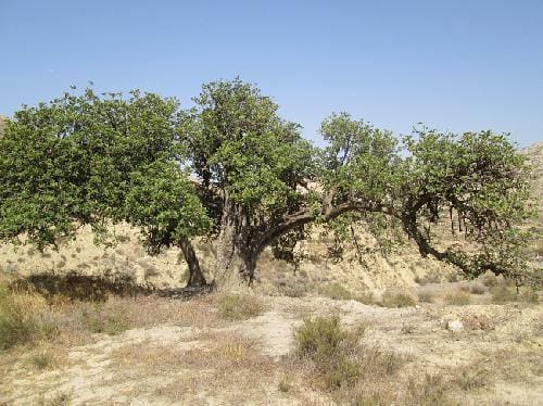 Terre non Aménagée à vendre à Sorbas - 115 000 € (Ref: 6816244)