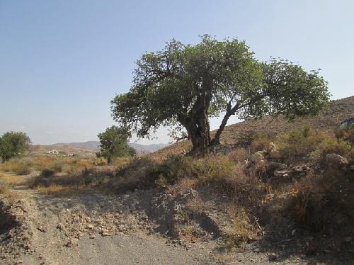 Terre non Aménagée à vendre à Sorbas - 115 000 € (Ref: 6816244)