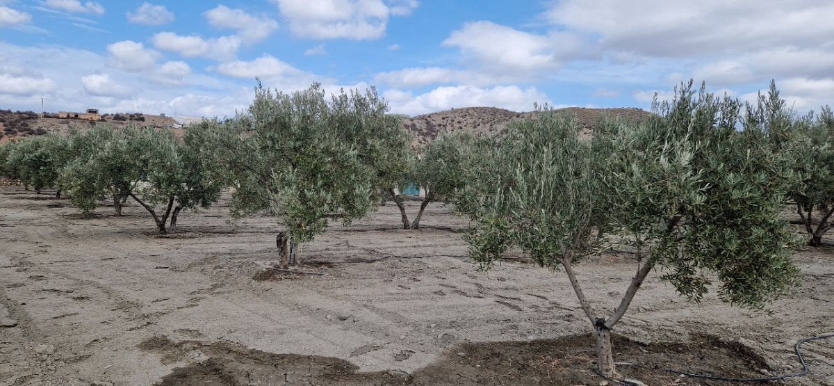 3 soveværelse Finca/Landehus til salg i Tabernas med garage - € 275.000 (Ref: 7729283)
