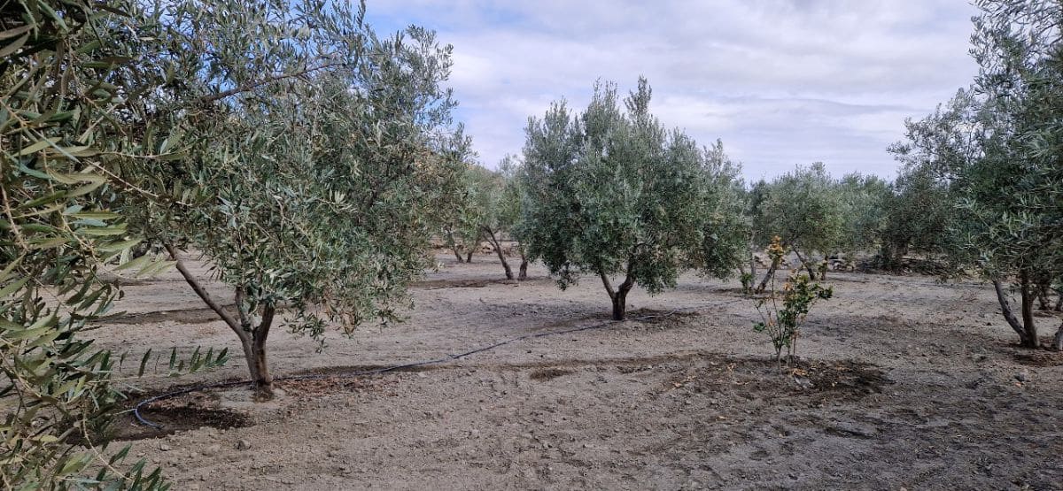 3 soveværelse Finca/Landehus til salg i Tabernas med garage - € 275.000 (Ref: 7729283)