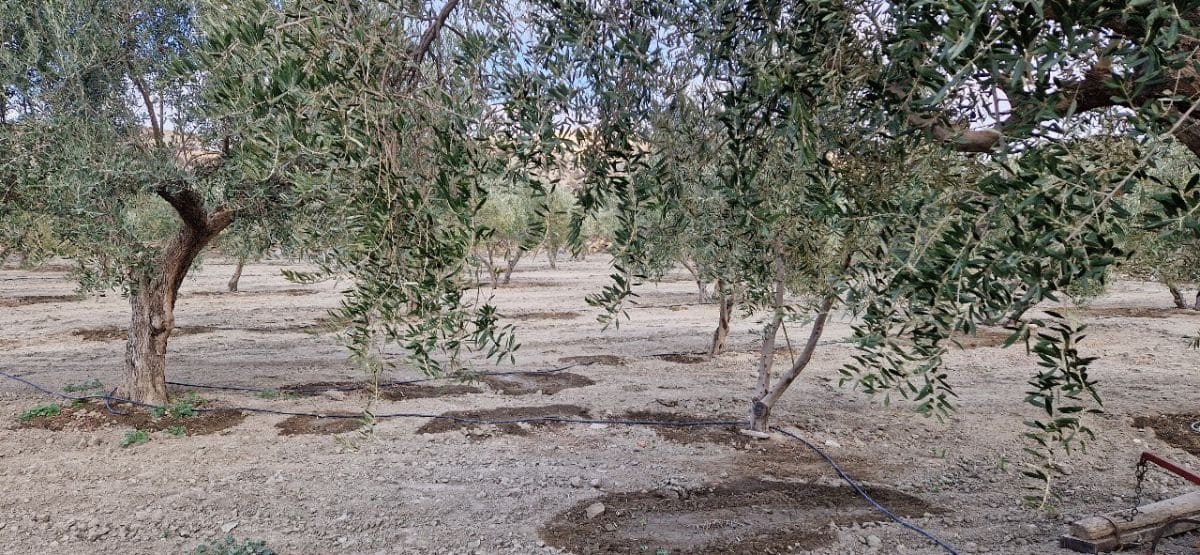 3 soveværelse Finca/Landehus til salg i Tabernas med garage - € 275.000 (Ref: 7729283)