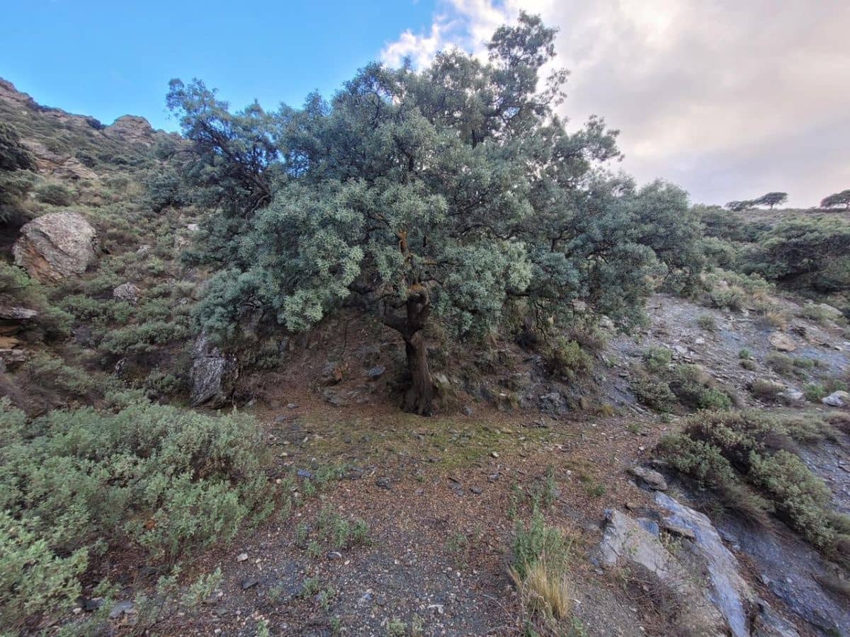 6 soveværelse Finca/Landehus til salg i Tabernas - € 615.000 (Ref: 7957040)