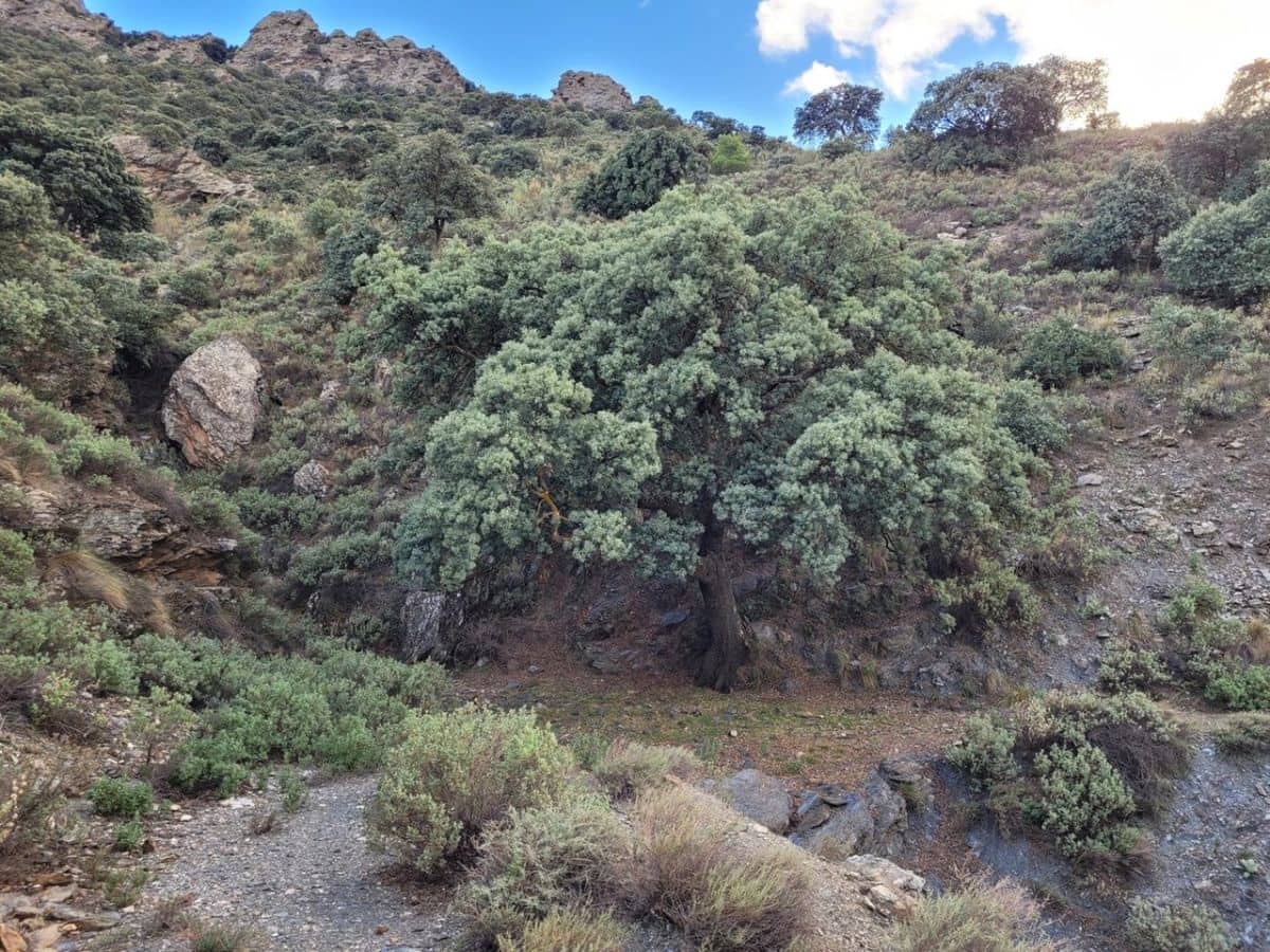 6 soveværelse Finca/Landehus til salg i Tabernas - € 615.000 (Ref: 7957040)