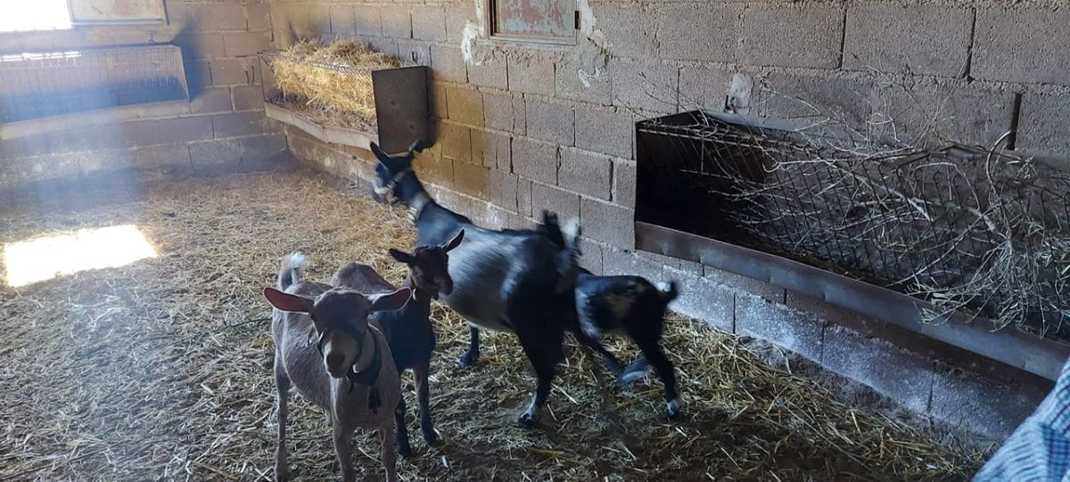 Undeveloped Land for sale in Gergal - € 180,000 (Ref: 8166311)